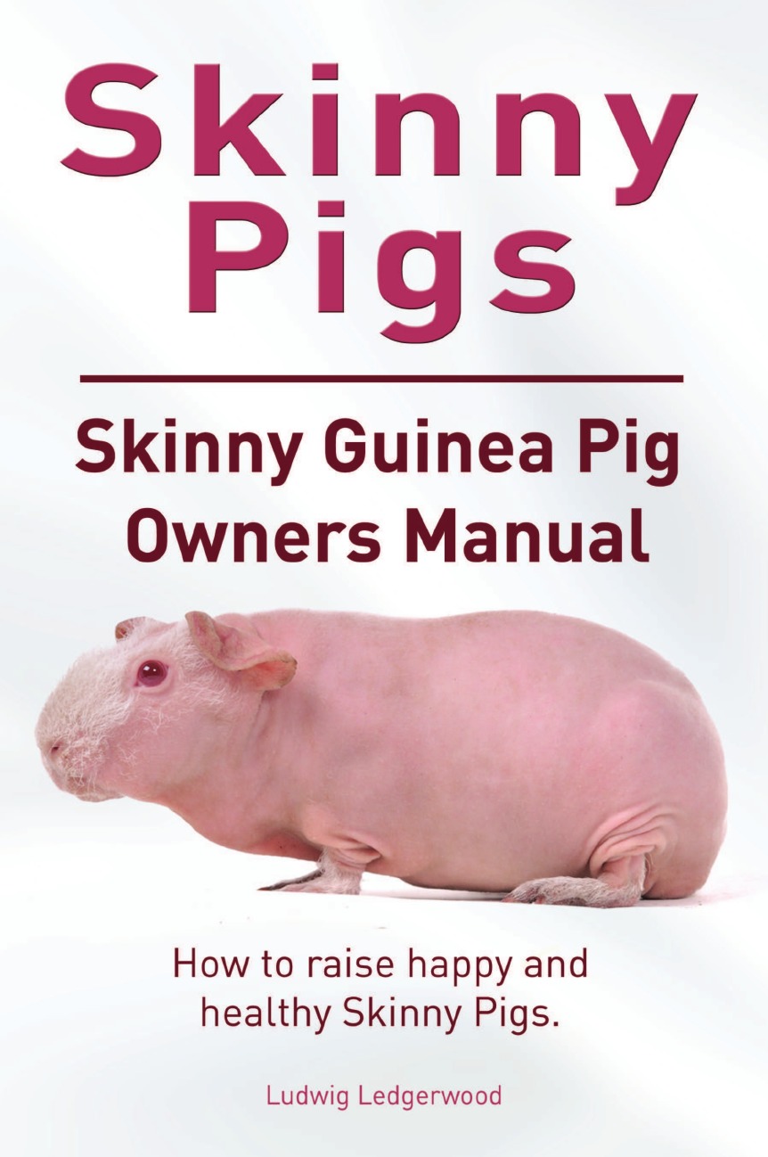 Skinny Pig. Skinny Guinea Pigs Owners Manual. How to raise happy and healthy Skinny Pigs.
Skinny Pig. Skinny Guinea Pigs Owners Manual. How to raise happy and healthy Skinny Pigs.