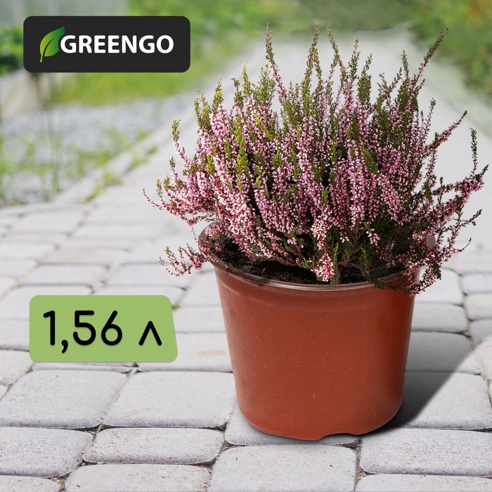 Набор горшков для рассады Greengo терракотовый 9703536-5p 1,56 л 5 шт., Коричневый
Набор горшков для рассады Greengo терракотовый 9703536-5p 1,56 л 5 шт., Коричневый