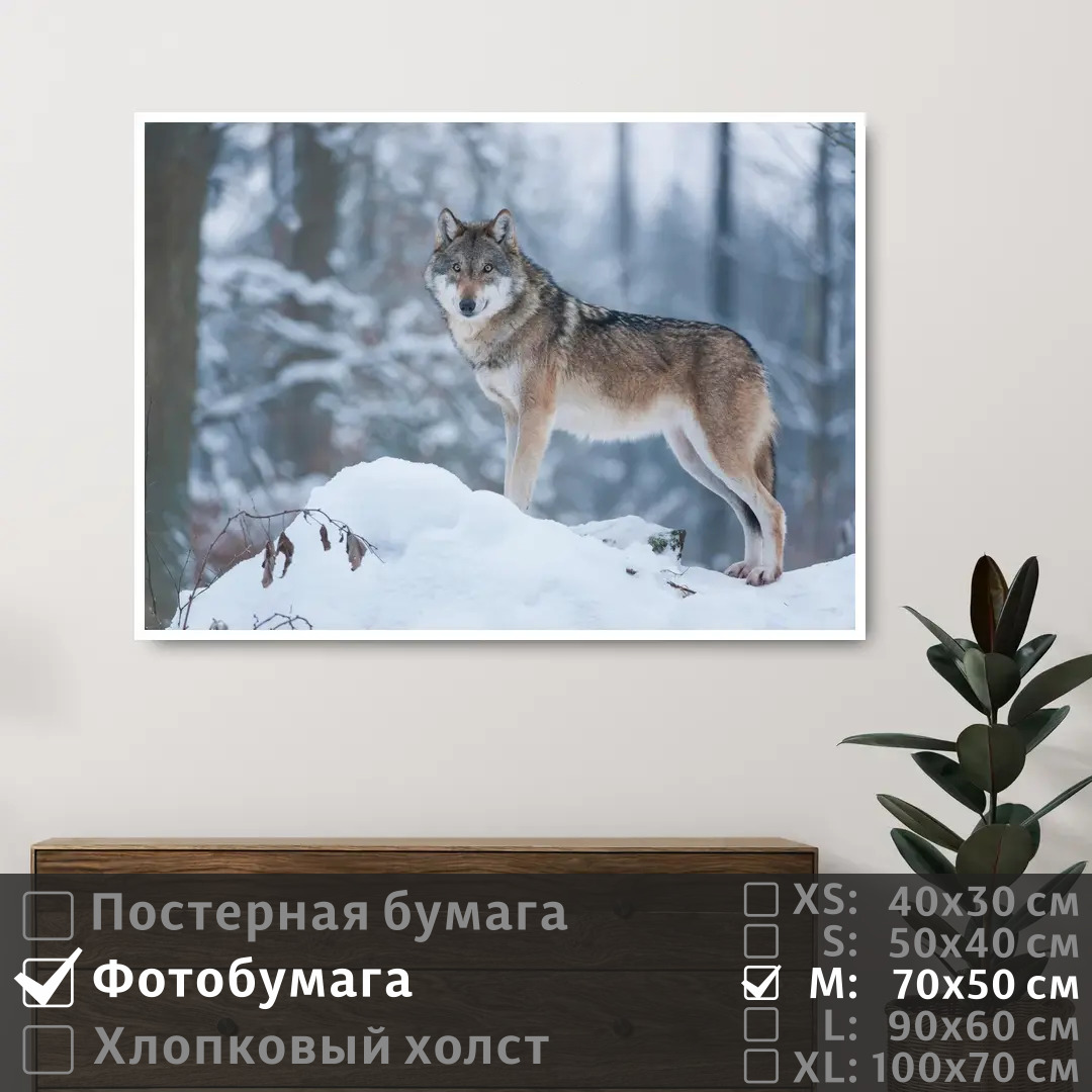 Постер на фотобумаге ПолиЦентр Волк стоит на сугробе в зимнем лесу 70х50 см, ВолкСтоитНаСугробеВЗимнемЛесу
Постер на фотобумаге ПолиЦентр Волк стоит на сугробе в зимнем лесу 70х50 см, ВолкСтоитНаСугробеВЗимнемЛесу