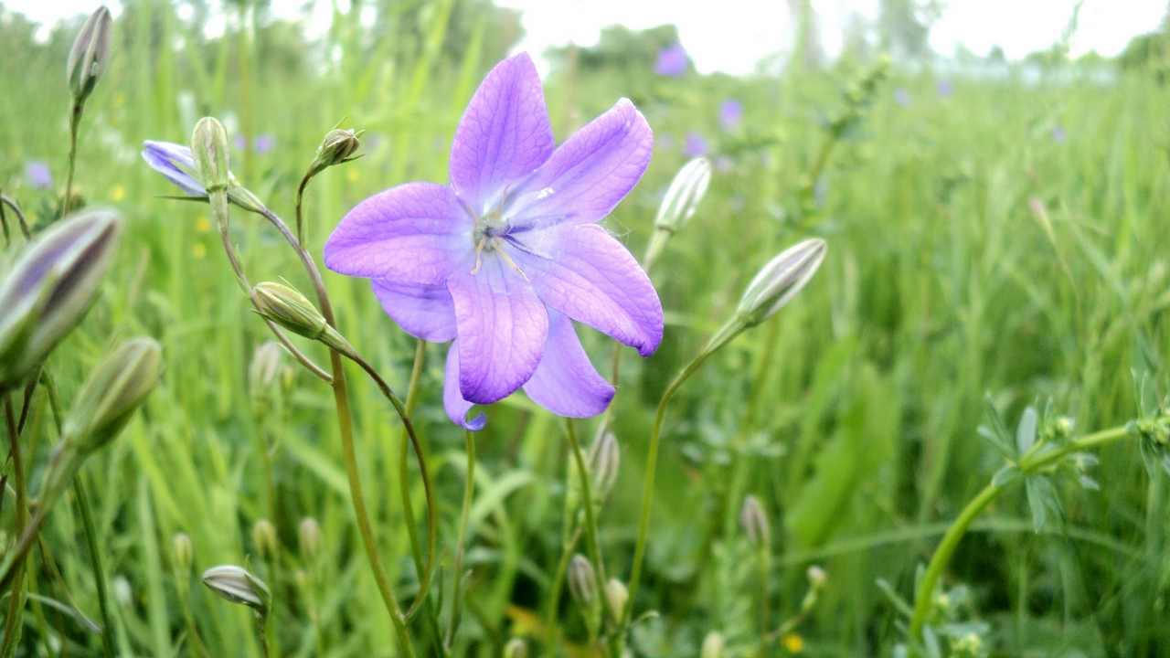 Картина на холсте LinxOne 60x110 Природа пейзаж натура флора
Картина на холсте LinxOne 60x110 Природа пейзаж натура флора