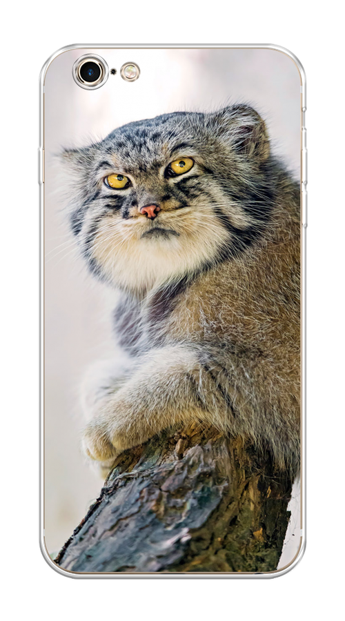 Чехол на Apple iPhone 6 Plus/6S Plus "Кот манул 1", Серый;белый;желтый, 10550-1
Чехол на Apple iPhone 6 Plus/6S Plus "Кот манул 1", Серый;белый;желтый, 10550-1
