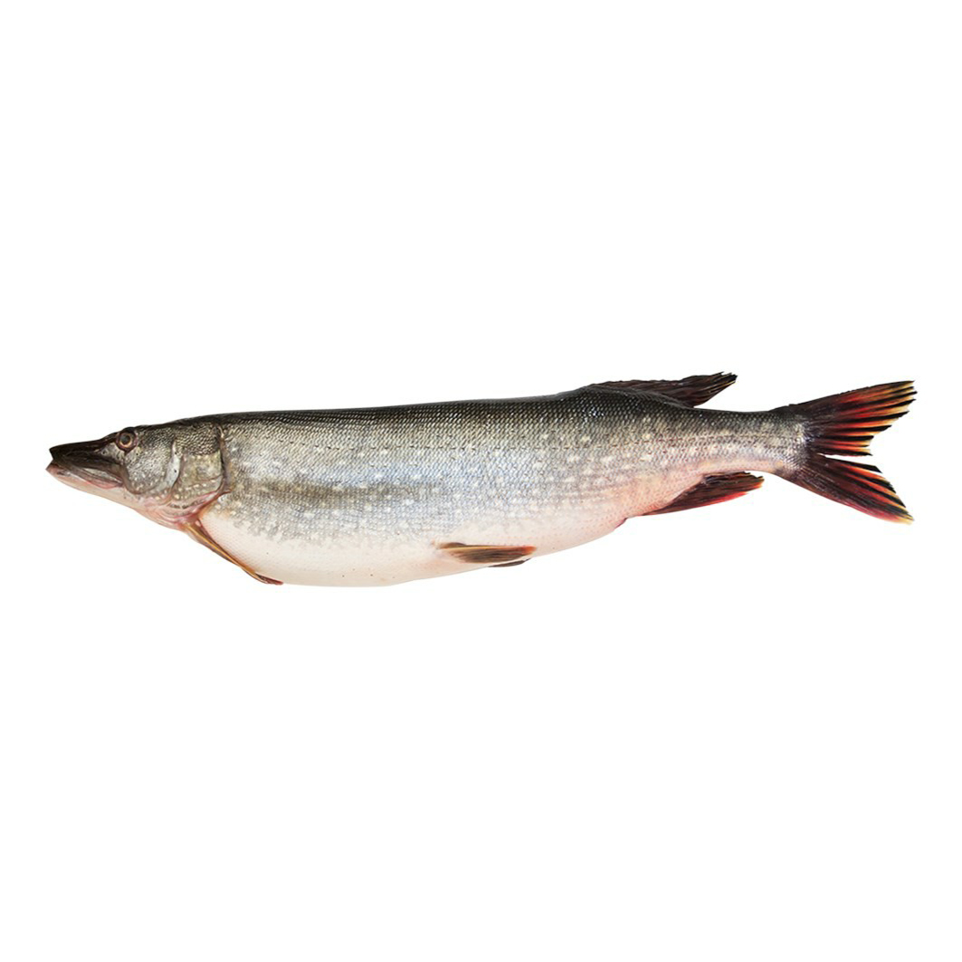 Щука охлажденная +- 1 кг
Щука охлажденная +- 1 кг