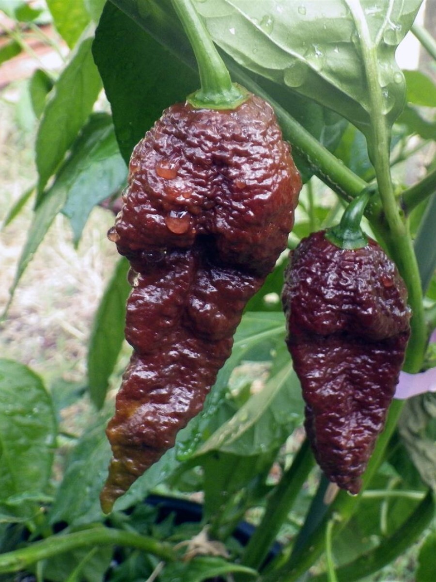 Семена перец острый Bhut jolokia chocolate Бамбук Shop Per123 1 уп., Bhut Jolokia chocolate
Семена перец острый Bhut jolokia chocolate Бамбук Shop Per123 1 уп., Bhut Jolokia chocolate