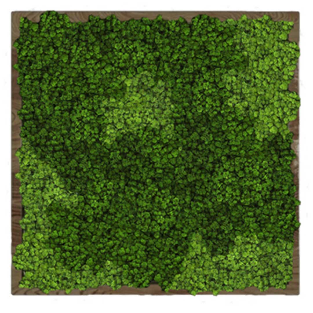 Панно 50х50см для интерьера GardenGo из натурального стабилизированного мха зеленого цвета, 4
Панно 50х50см для интерьера GardenGo из натурального стабилизированного мха зеленого цвета, 4