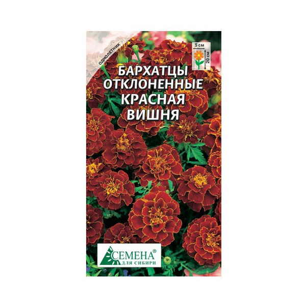 Семена бархатцы Семена для Сибири Красная вишня 1 уп. 
Семена бархатцы Семена для Сибири Красная вишня 1 уп.