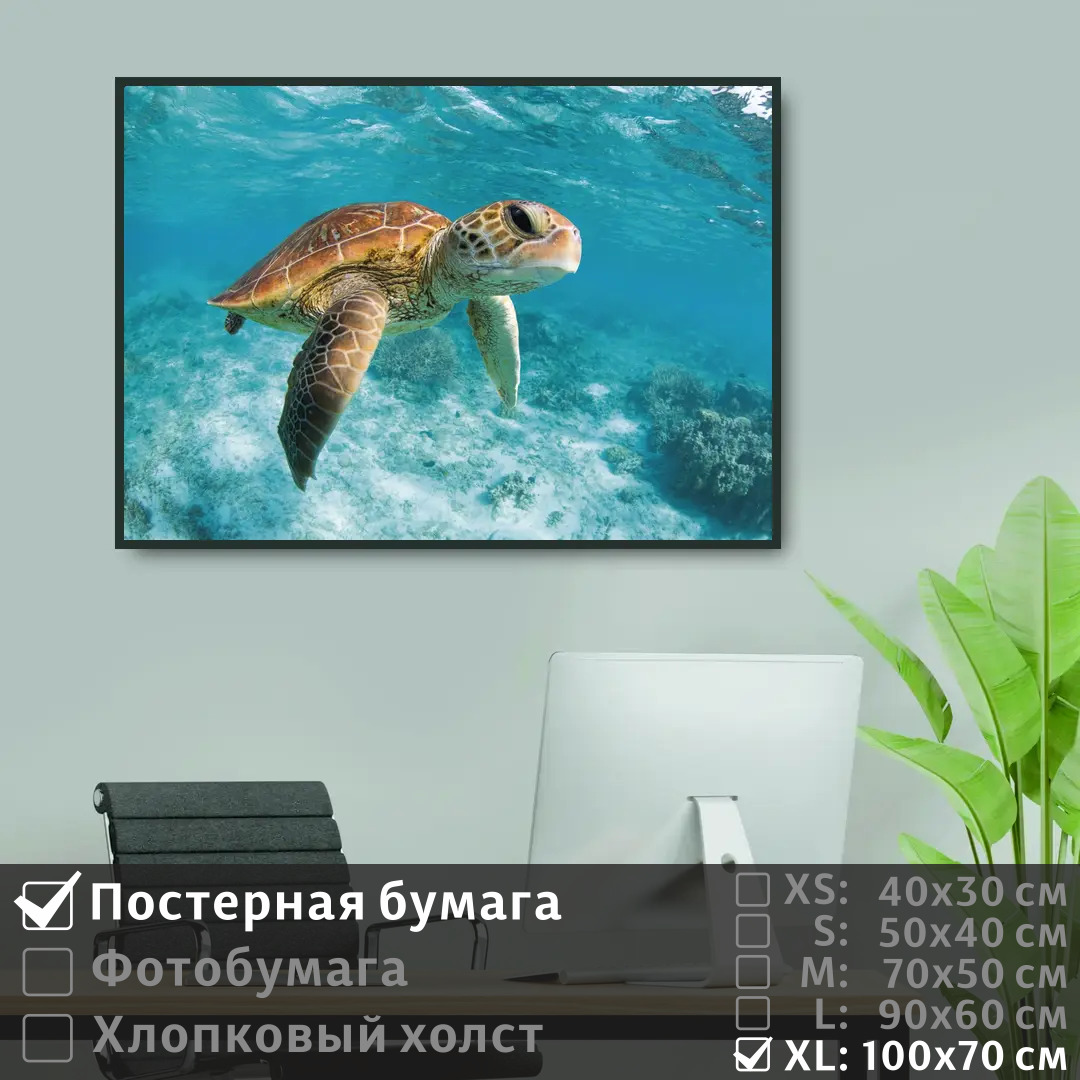 Постер на стену ПолиЦентр Черепаха под водой в океане 100х70 см, ЧерепахаПодВодойВОкеане1
Постер на стену ПолиЦентр Черепаха под водой в океане 100х70 см, ЧерепахаПодВодойВОкеане1