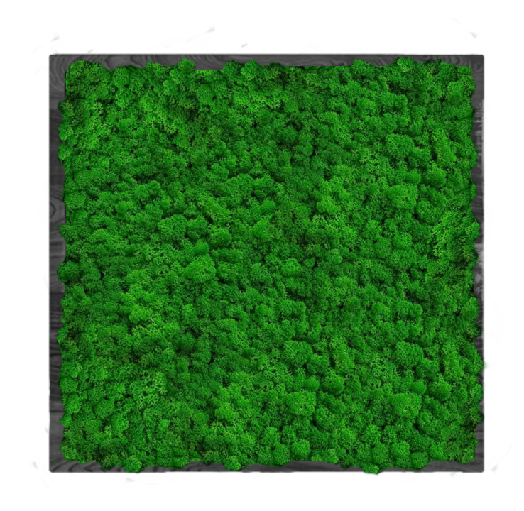 Панно 50х50см для интерьера GardenGo из натурального стабилизированного мха зеленого цвета, 1
Панно 50х50см для интерьера GardenGo из натурального стабилизированного мха зеленого цвета, 1
