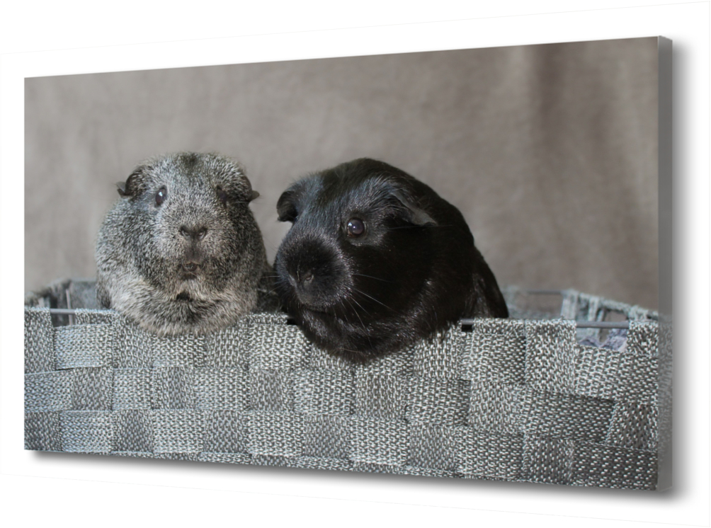 Картина на холсте Морские свинки. Животные PRC-637 (60x40см). Натуральный холст 
Картина на холсте Морские свинки. Животные PRC-637 (60x40см). Натуральный холст