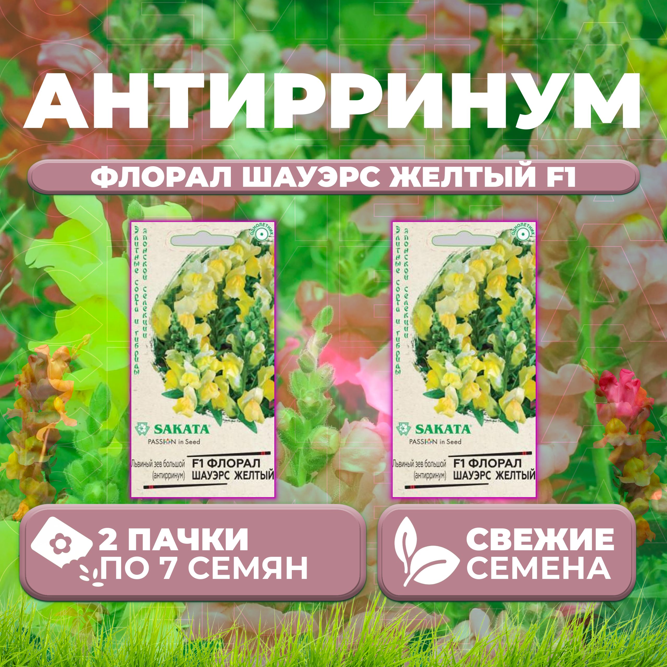 Семена Антирринум (Львиный зев) Флорал Шауэрс желтый F1, 7шт, Гавриш, Sakata (2 уп)
Семена Антирринум (Львиный зев) Флорал Шауэрс желтый F1, 7шт, Гавриш, Sakata (2 уп)
