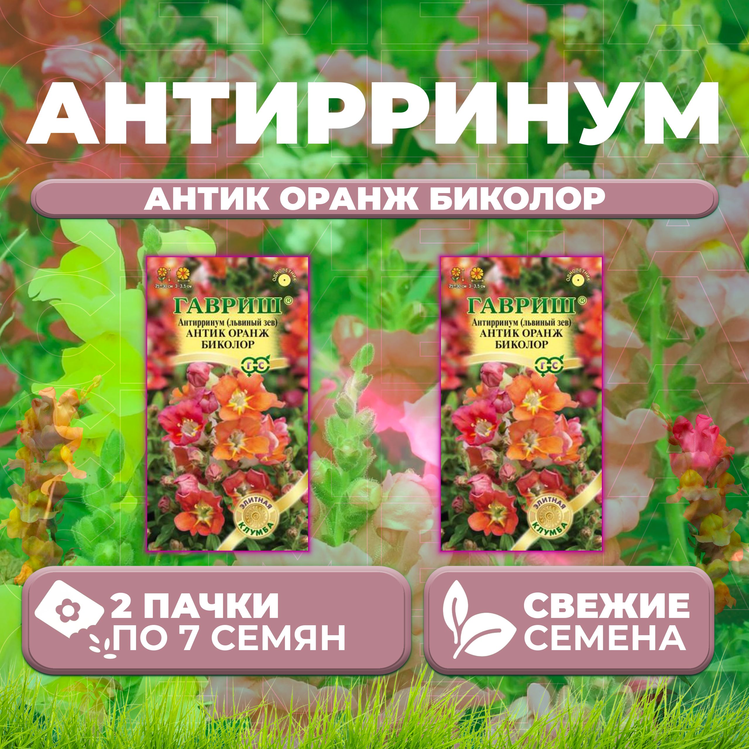 Семена Антирринум (Львиный зев) Антик Оранж биколор, 7шт, Гавриш, Элитная клумба (2 уп)
Семена Антирринум (Львиный зев) Антик Оранж биколор, 7шт, Гавриш, Элитная клумба (2 уп)