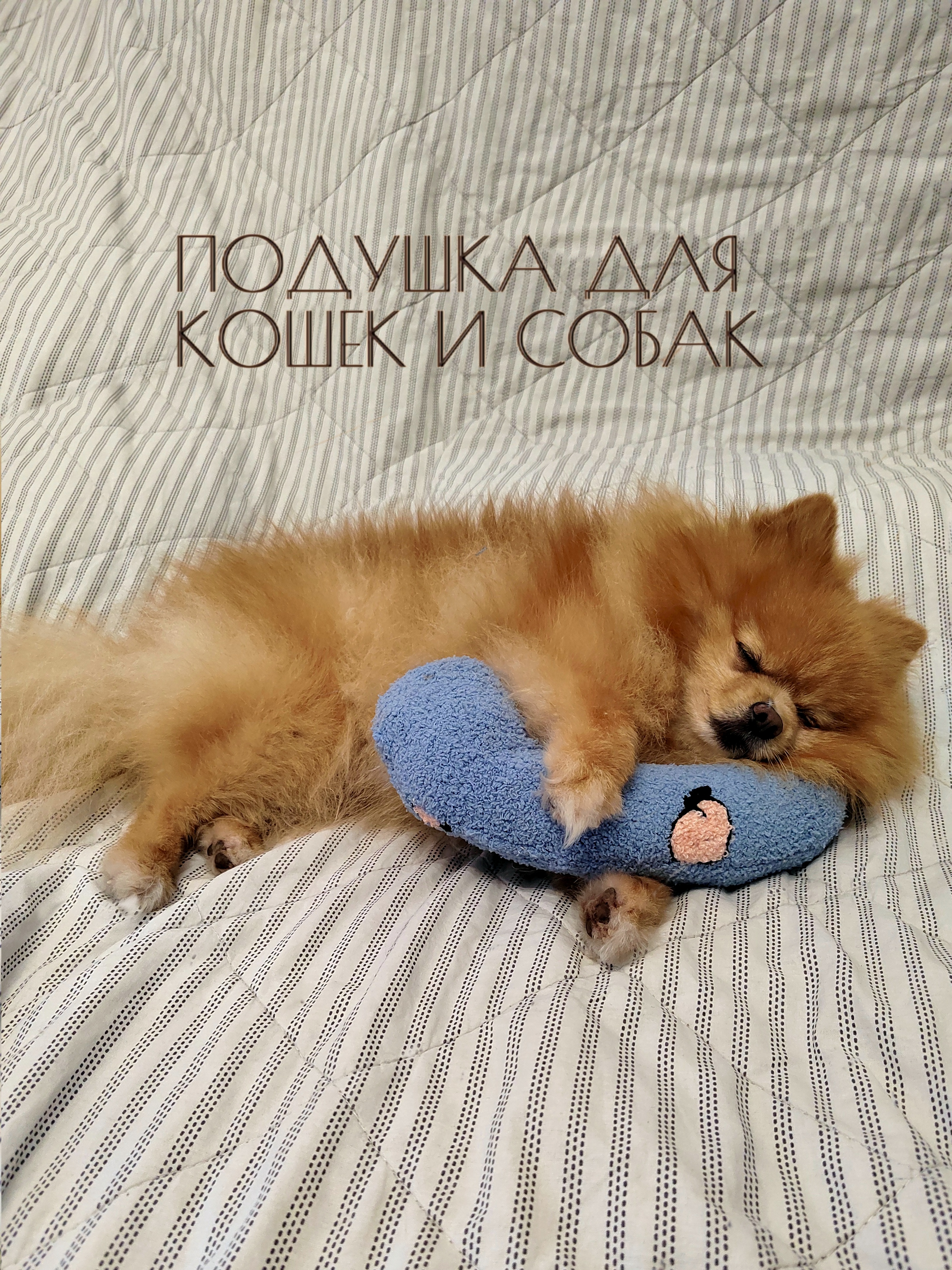 Лежанка-подушка для собак и кошек spb.zooshop, голубая, плюш, 27 см, 3001
Лежанка-подушка для собак и кошек spb.zooshop, голубая, плюш, 27 см, 3001