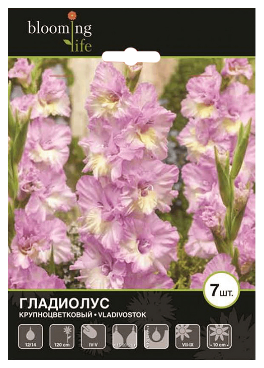 Луковицы Blooming Life Гладиолус крупноцветковой Владивосток разбор 12-14 см 7 шт
Луковицы Blooming Life Гладиолус крупноцветковой Владивосток разбор 12-14 см 7 шт