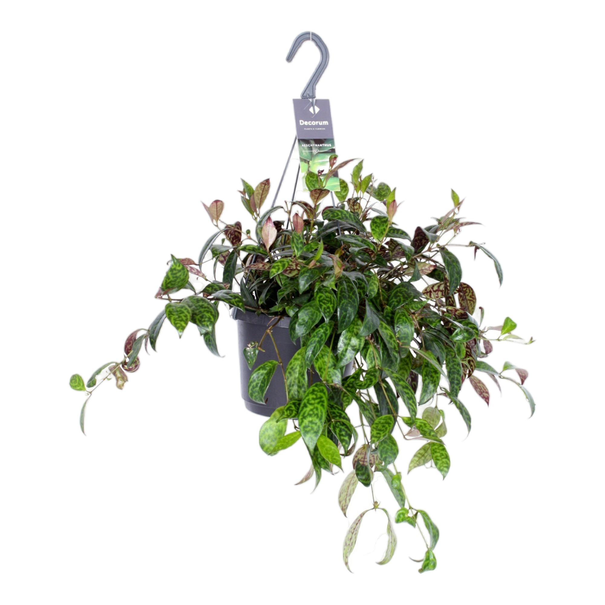 Эсхинантус мраморный в подвесном кашпо d17 см
Эсхинантус мраморный в подвесном кашпо d17 см