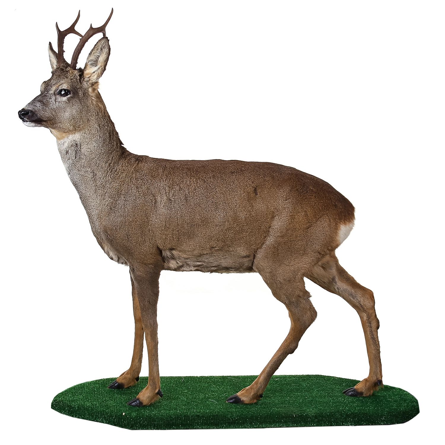 Полноростовое чучело "Косуля", Коричневый
Полноростовое чучело "Косуля", Коричневый