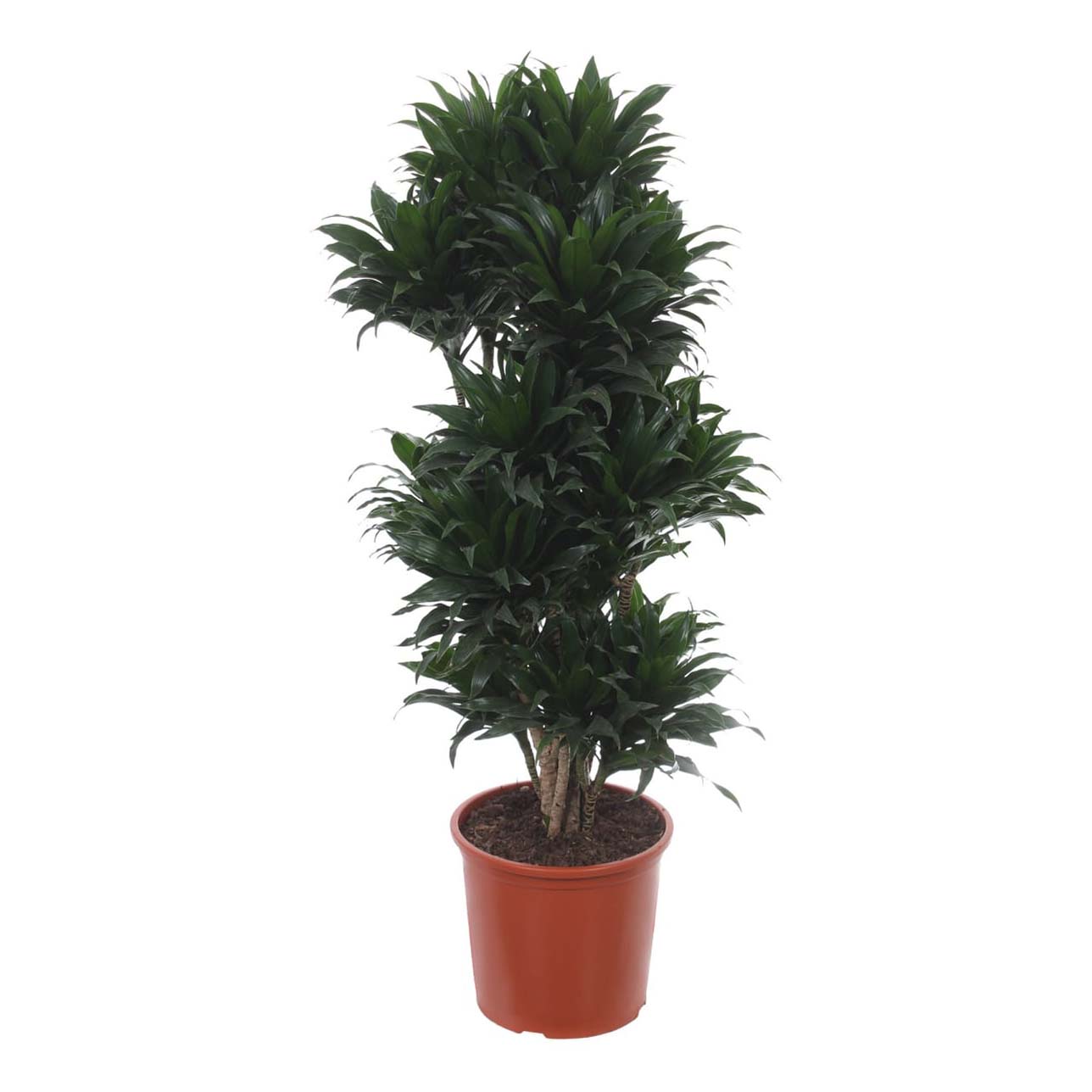 Драцена Orangery Fragrans Compacta vertakt 27 x 100 см
Драцена Orangery Fragrans Compacta vertakt 27 x 100 см