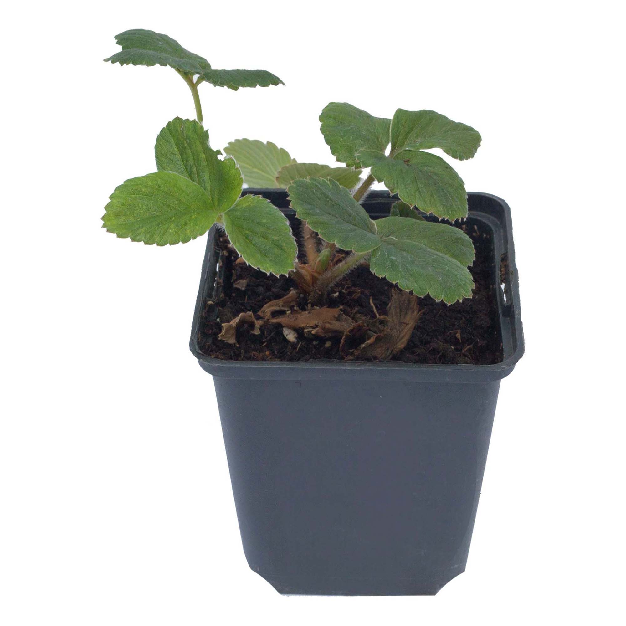 Саженцы земляника Эверли Лаванда 1 шт.
Саженцы земляника Эверли Лаванда 1 шт.