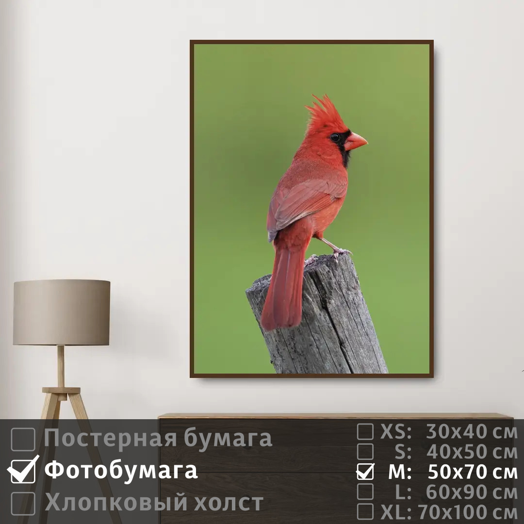 Постер на фотобумаге ПолиЦентр Красная птица сидит наблюдает глазами 50х70 см, КраснаяПтицаСидитНаблюдаетГлазами
Постер на фотобумаге ПолиЦентр Красная птица сидит наблюдает глазами 50х70 см, КраснаяПтицаСидитНаблюдаетГлазами