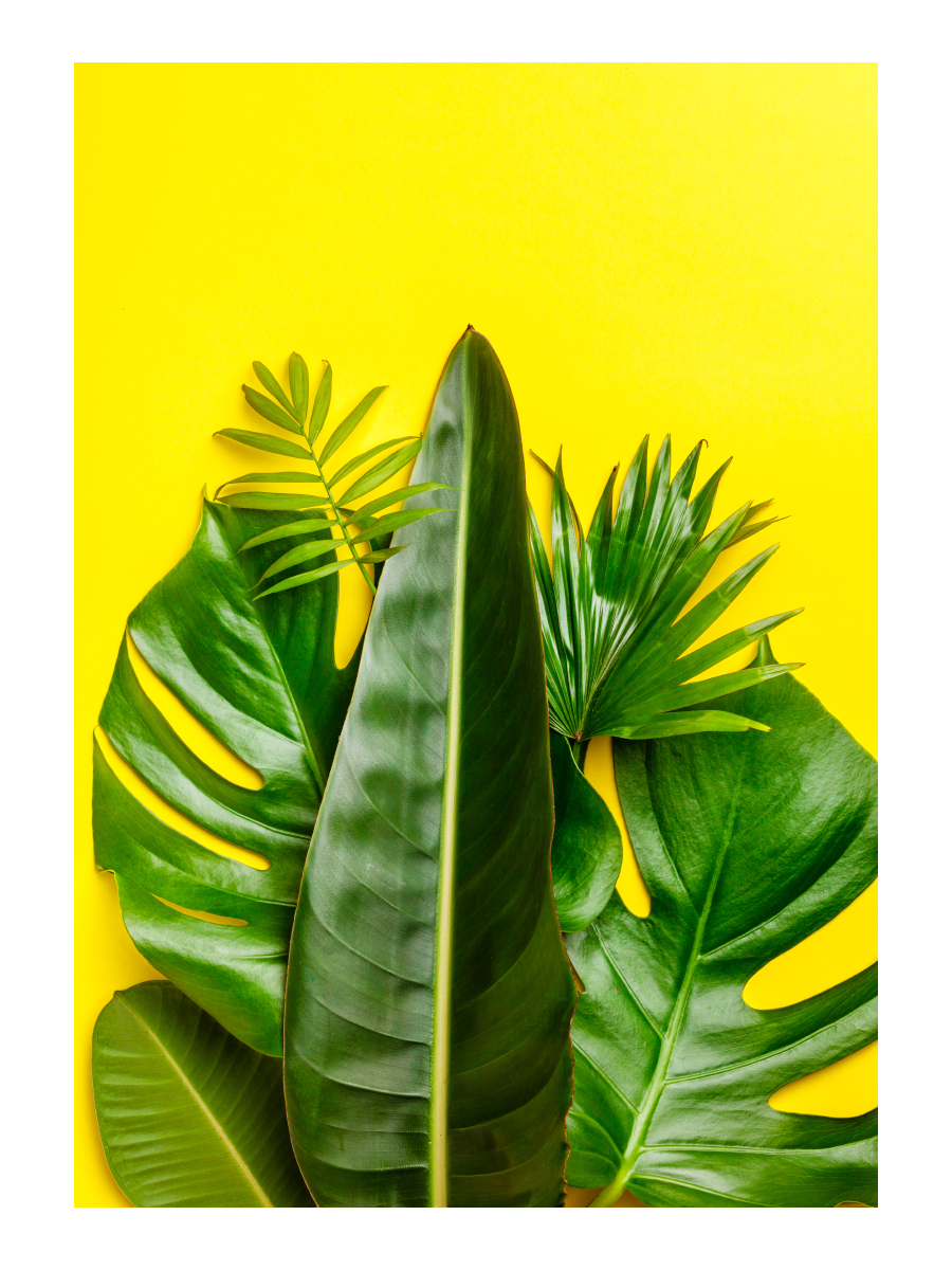 Картина на холсте 40x57 см Тропические листья ПринтДекор PR-PH-175
Картина на холсте 40x57 см Тропические листья ПринтДекор PR-PH-175