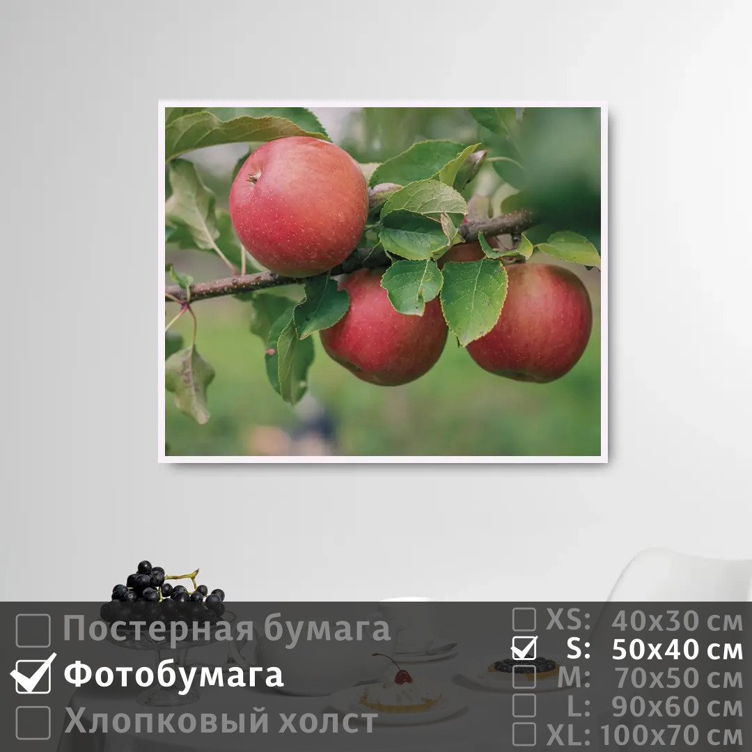 Постер на фотобумаге ПолиЦентр Красные яблоки на ветке яблони 50х40 см, КрасныеЯблокиНаВеткеЯблони
Постер на фотобумаге ПолиЦентр Красные яблоки на ветке яблони 50х40 см, КрасныеЯблокиНаВеткеЯблони