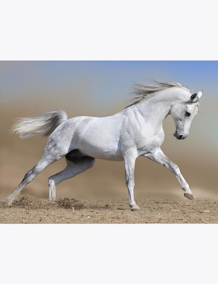 Алмазная мозаика без подрамника Белая лошадь, 40x30 см, 50 цветов, 56287, РА-001
Алмазная мозаика без подрамника Белая лошадь, 40x30 см, 50 цветов, 56287, РА-001