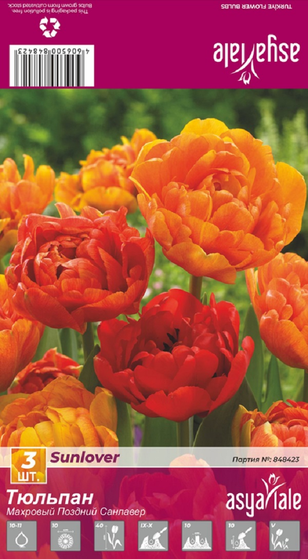 Тюльпан Asya Lale Санлавер 3 шт 
Тюльпан Asya Lale Санлавер 3 шт