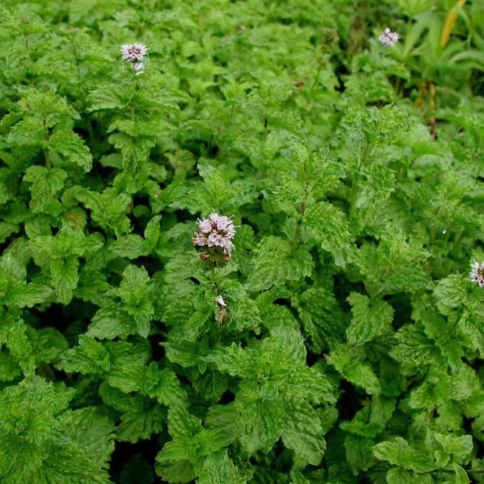 Рассада мята Crispa Все сорта 1 уп.
Рассада мята Crispa Все сорта 1 уп.