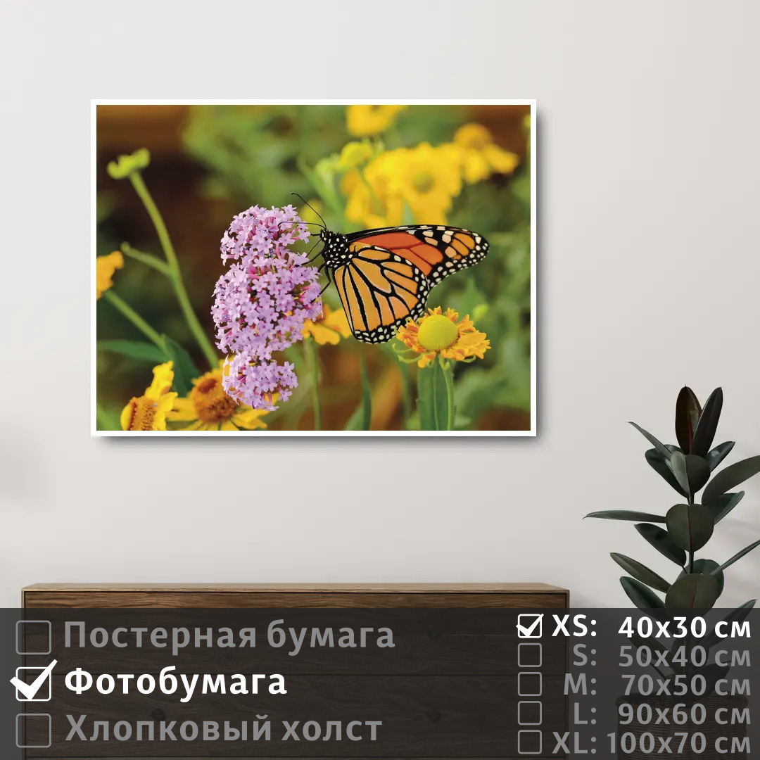 Постер на фотобумаге ПолиЦентр Бабочка на полевых сиреневых цветах 40х30 см, БабочкаНаПолевыхСиреневыхЦветах
Постер на фотобумаге ПолиЦентр Бабочка на полевых сиреневых цветах 40х30 см, БабочкаНаПолевыхСиреневыхЦветах