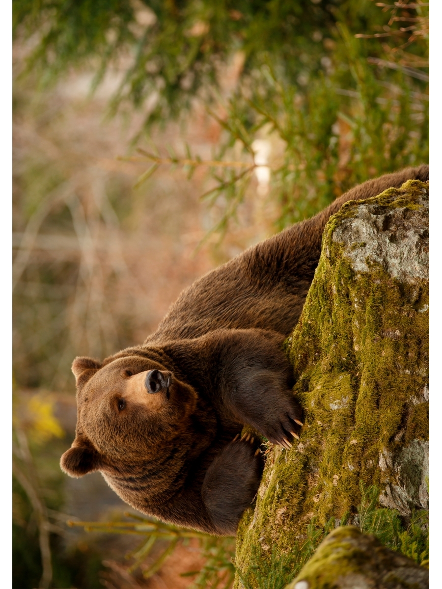 Постер DRABS А2 Бурый медведь в лесу
Постер DRABS А2 Бурый медведь в лесу