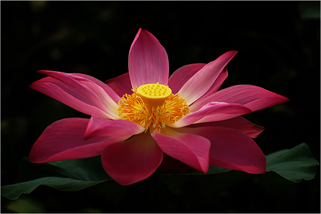 Картина на холсте с подрамником ХитАрт Цветок 100x66 см, 178
Картина на холсте с подрамником ХитАрт Цветок 100x66 см, 178