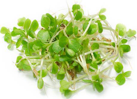 Проростки Цикория Органиксила 30 г
Проростки Цикория Органиксила 30 г