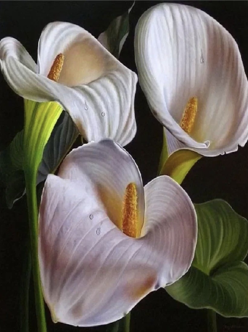 Алмазная мозаика 40x50 на холсте с подрамником BoomBoomShop Каллы HWA3429, Каллы
Алмазная мозаика 40x50 на холсте с подрамником BoomBoomShop Каллы HWA3429, Каллы