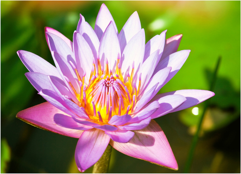 Картина на холсте с подрамником ХитАрт Цветок 60x44 см, 2259
Картина на холсте с подрамником ХитАрт Цветок 60x44 см, 2259