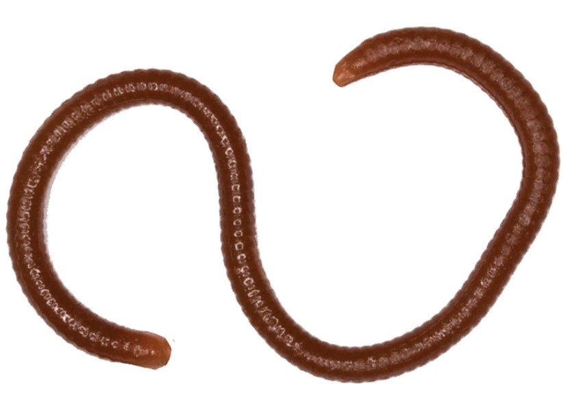 Мягкие приманки LureMax EARTHWORM 3,5'''/8см LSME35B-018 Worm Brown (банка), LSME35B-018
Мягкие приманки LureMax EARTHWORM 3,5'''/8см LSME35B-018 Worm Brown (банка), LSME35B-018