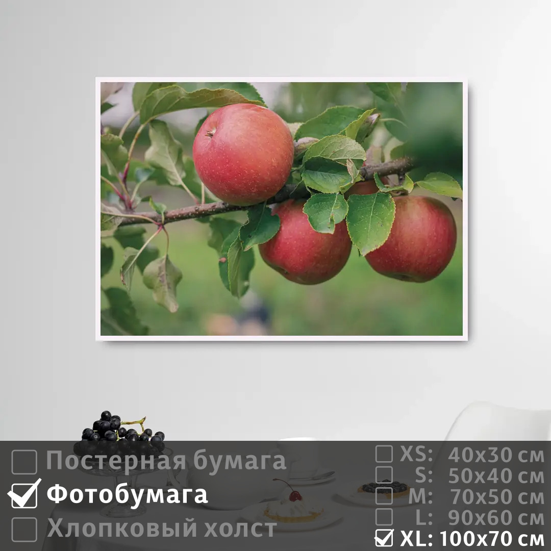 Постер на фотобумаге ПолиЦентр Красные яблоки на ветке яблони 100х70 см, КрасныеЯблокиНаВеткеЯблони1
Постер на фотобумаге ПолиЦентр Красные яблоки на ветке яблони 100х70 см, КрасныеЯблокиНаВеткеЯблони1