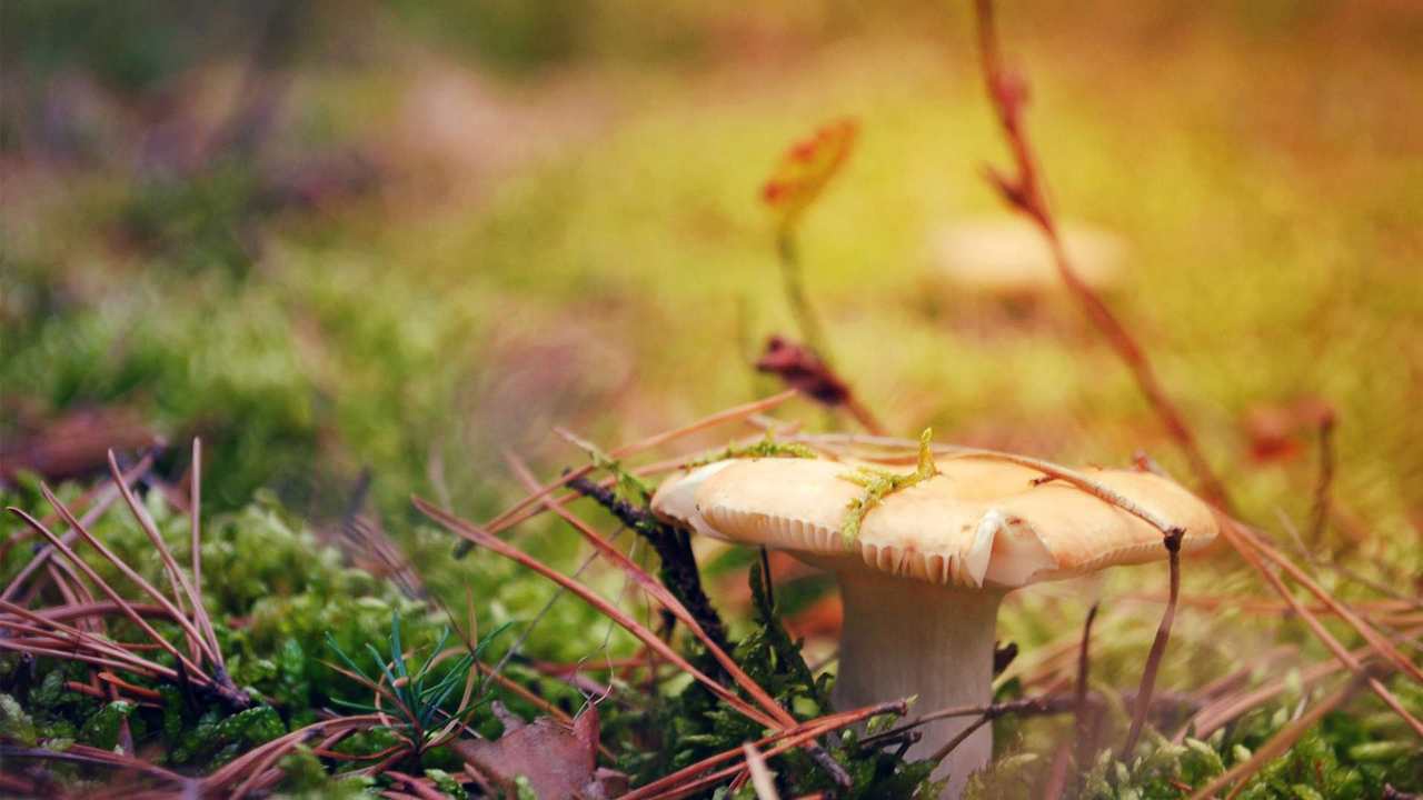 Картина на холсте 60x110 LinxOne "Природа, пейзаж, натура, флора
Картина на холсте 60x110 LinxOne "Природа, пейзаж, натура, флора