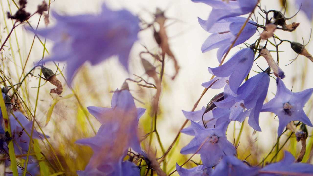 Картина на холсте 60x110 LinxOne "Природа, пейзаж, натура, флора 
Картина на холсте 60x110 LinxOne "Природа, пейзаж, натура, флора