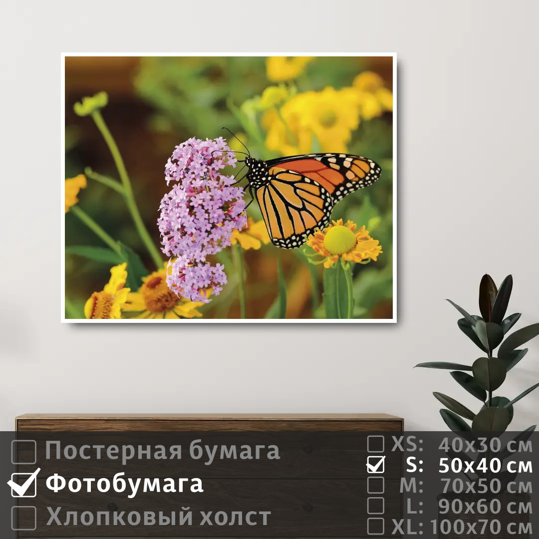Постер на фотобумаге ПолиЦентр Бабочка на полевых сиреневых цветах 50х40 см, БабочкаНаПолевыхСиреневыхЦветах
Постер на фотобумаге ПолиЦентр Бабочка на полевых сиреневых цветах 50х40 см, БабочкаНаПолевыхСиреневыхЦветах