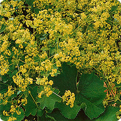 Семена Манжетка Золотой букет, 0,01 г Гавриш 
Семена Манжетка Золотой букет, 0,01 г Гавриш