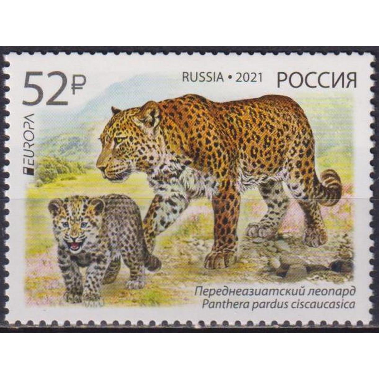 Почтовые марки Россия Исчезающие виды животных - переднеазиатский леопард Леопарды, ru2722
Почтовые марки Россия Исчезающие виды животных - переднеазиатский леопард Леопарды, ru2722