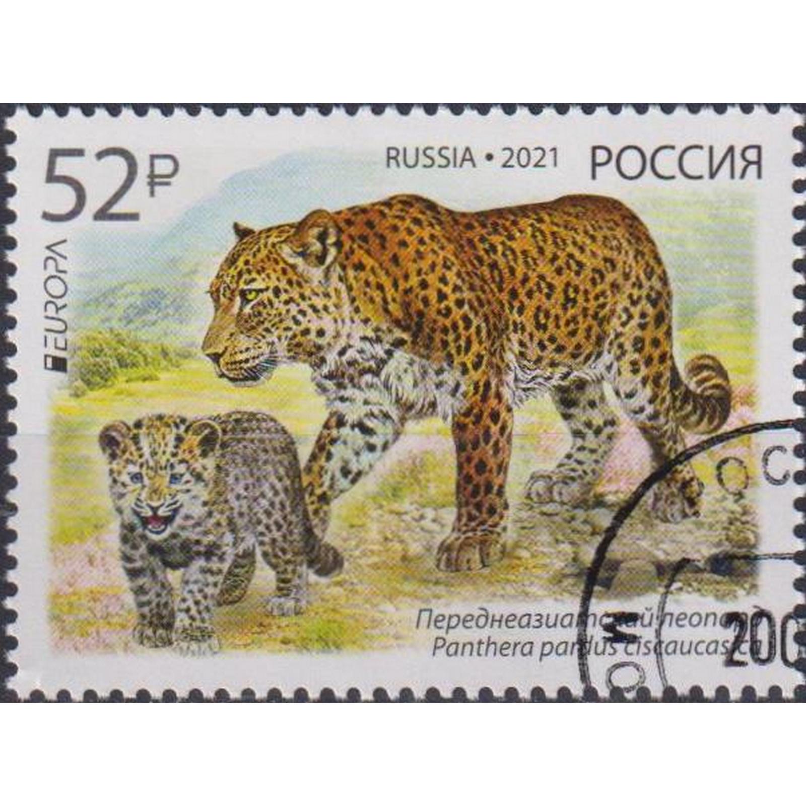 Почтовые марки Россия Исчезающие виды животных - переднеазиатский леопард Кошки, Леопарды, ru2722
Почтовые марки Россия Исчезающие виды животных - переднеазиатский леопард Кошки, Леопарды, ru2722