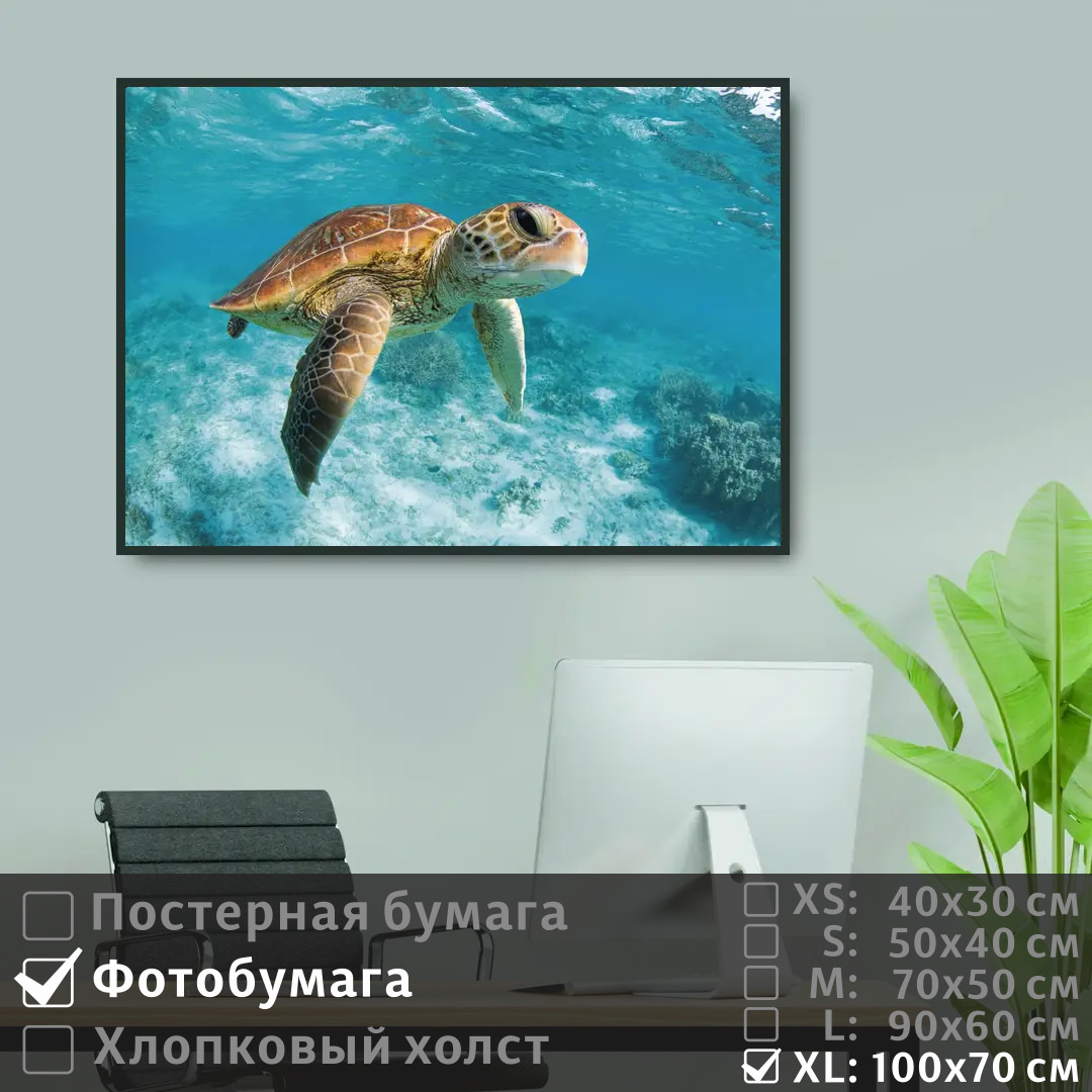 Постер на фотобумаге ПолиЦентр Черепаха под водой в океане 100х70 см, ЧерепахаПодВодойВОкеане1
Постер на фотобумаге ПолиЦентр Черепаха под водой в океане 100х70 см, ЧерепахаПодВодойВОкеане1