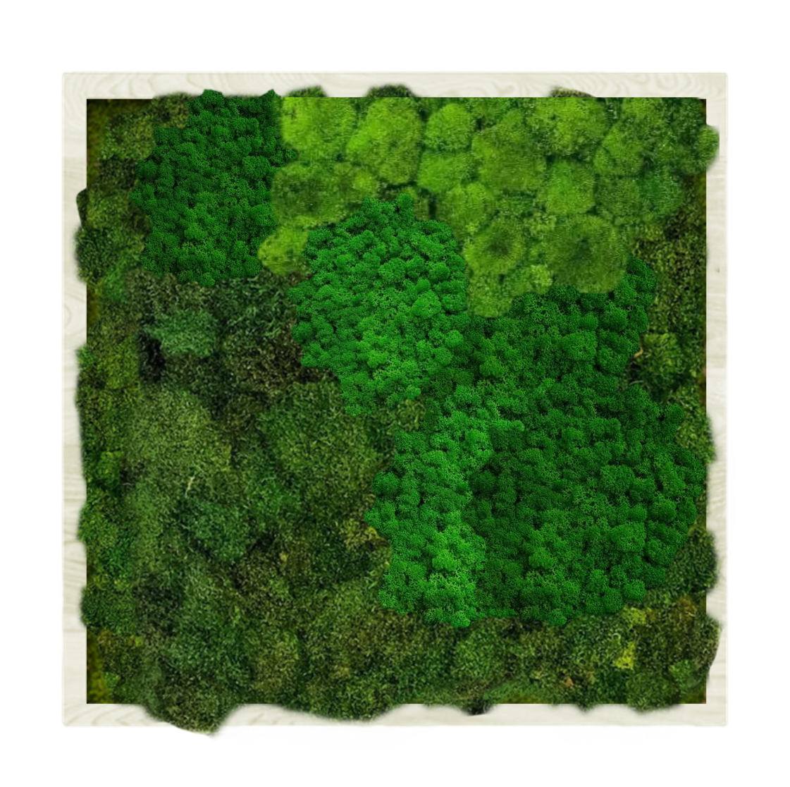 Панно для интерьера 90х90см GardenGo из натурального стабилизированного мха зеленого цвета, 13
Панно для интерьера 90х90см GardenGo из натурального стабилизированного мха зеленого цвета, 13