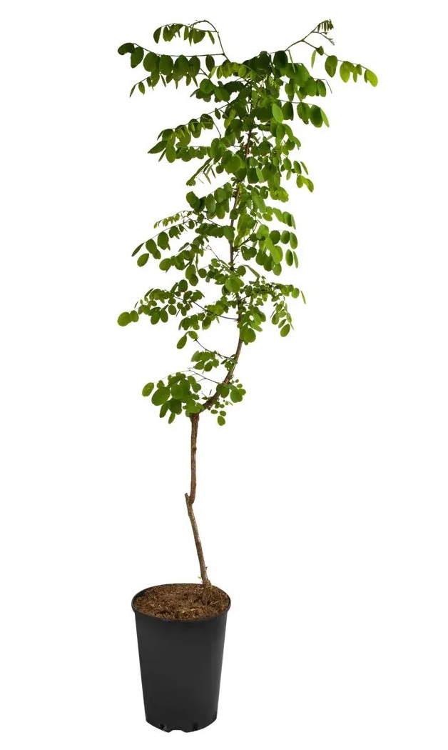 Акация белая С7 Н120 
Акация белая С7 Н120