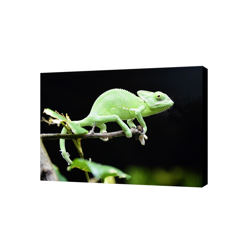 Картина на холсте на стену Сити бланк Хамелеон 50х70 см, Картина на холсте
Картина на холсте на стену Сити бланк Хамелеон 50х70 см, Картина на холсте