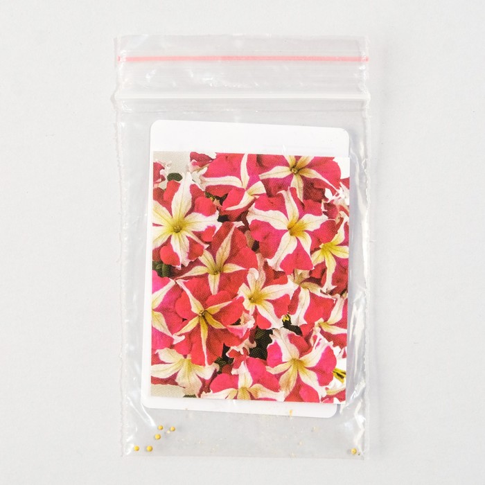 Семена цветов Петуния "Саксесс HD", F1 Роуз стар, Benary, 10 шт 
Семена цветов Петуния "Саксесс HD", F1 Роуз стар, Benary, 10 шт