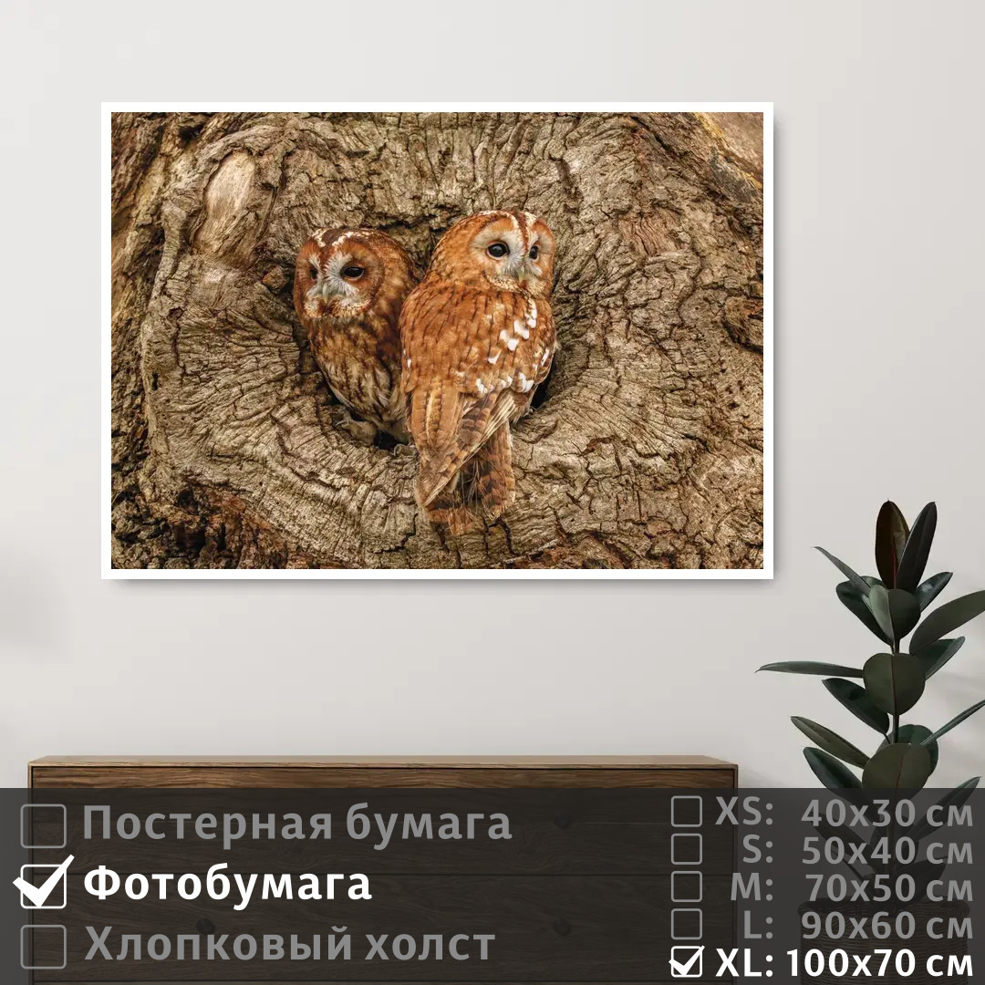 Постер на фотобумаге ПолиЦентр Две совы в дупле дерева 100х70 см, ДвеСовыВДуплеДерева1
Постер на фотобумаге ПолиЦентр Две совы в дупле дерева 100х70 см, ДвеСовыВДуплеДерева1