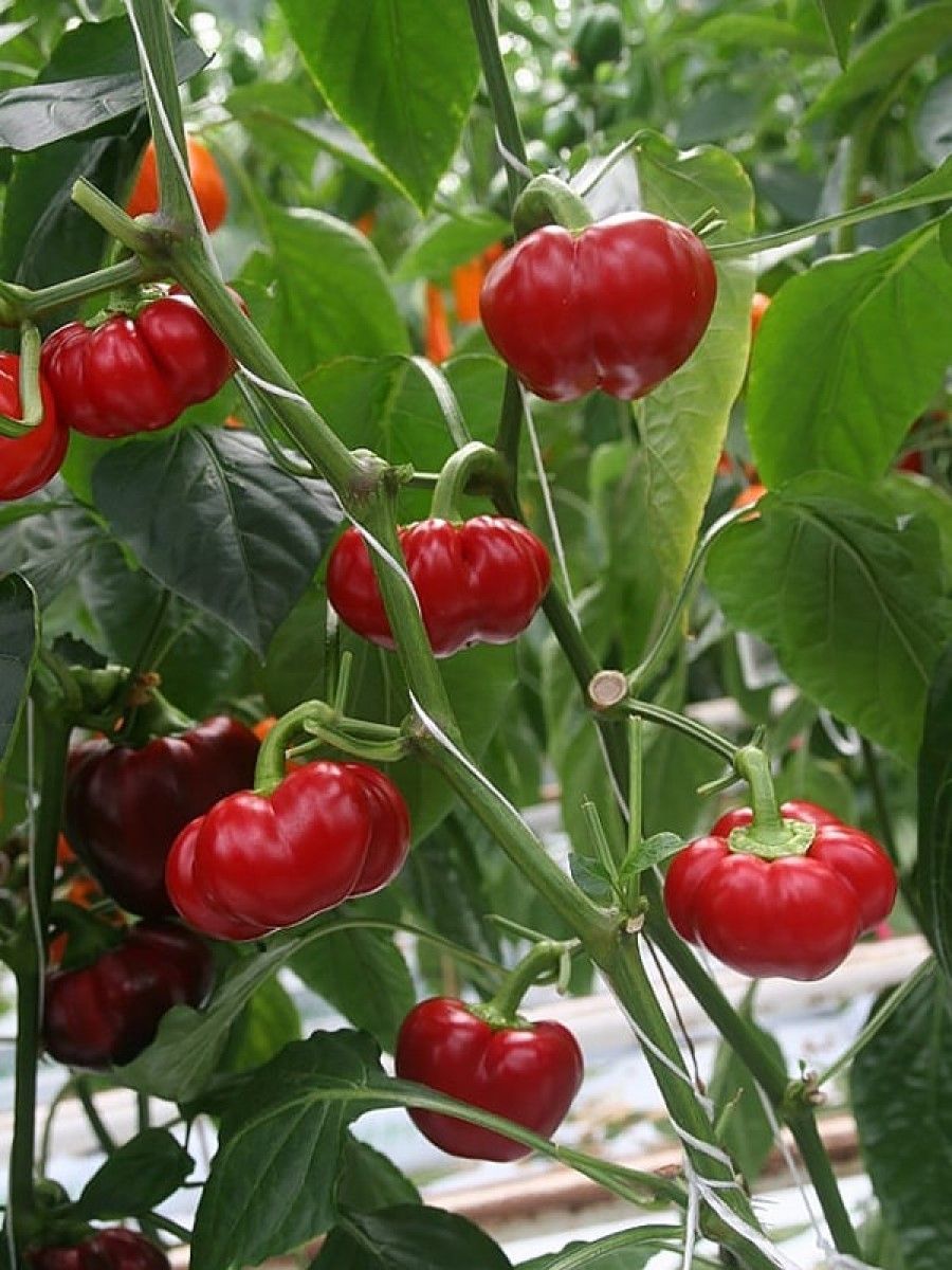 Семена перец острый Aji brazilian pumpkin red Бамбук Shop Per80 1 уп., Aji brazilian pumpkin red
Семена перец острый Aji brazilian pumpkin red Бамбук Shop Per80 1 уп., Aji brazilian pumpkin red