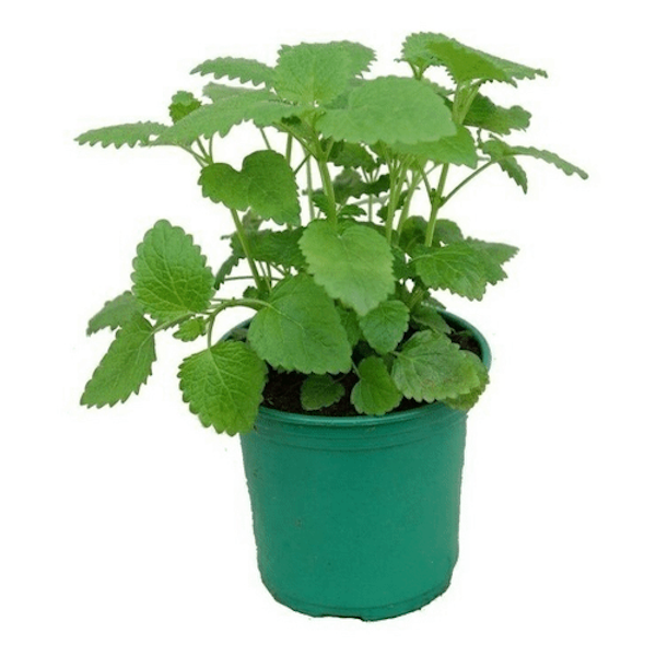 Рассада Мята d10 см
Рассада Мята d10 см