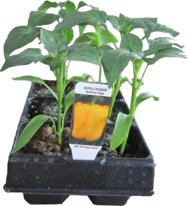 Рассада Перец сладкий Смесь 6 шт 
Рассада Перец сладкий Смесь 6 шт
