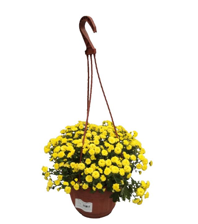 Многолетники микс d 21 см
Многолетники микс d 21 см